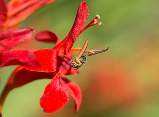 Tiny sweat bee nectaring on a bright red crocosmia flower