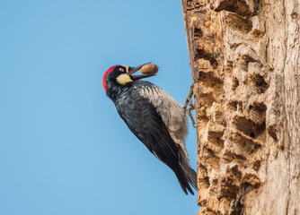 Acorn Woodpecker (Melanerpes formicivorus) holding an acorn in its beak on a pantry oak tree...