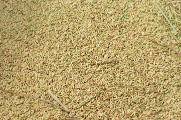 Close up on rice millet in harvest season