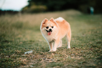 Naklejka na ściany i meble Cute pomeranian dog in the public park