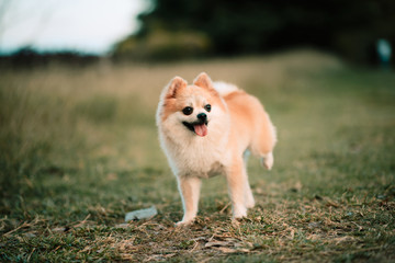 Cute pomeranian dog in the public park