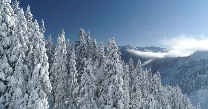 Three Dimensional Snow Capped Trees and Mountain Top Scene Cascade Mountains Washington State