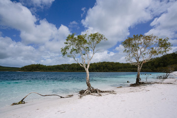 Trees at awesome freshwater lake in Great Sandy National Park - Fraser Island, Lake McKenzie, QLD, Australia
