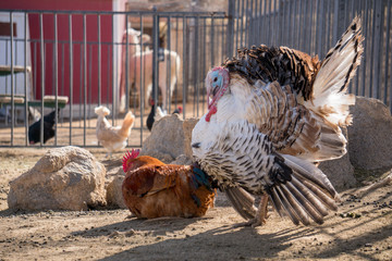 Turkey