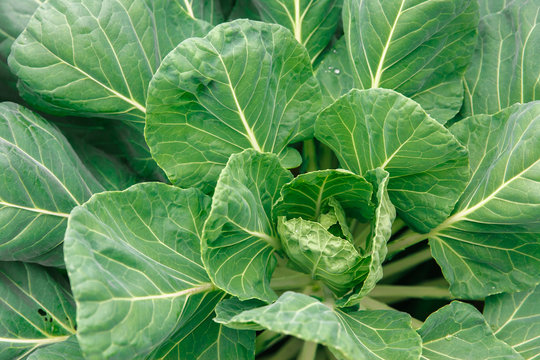 Cabbage grows in the garden. Background with a big cabbage close-up. Summer theme