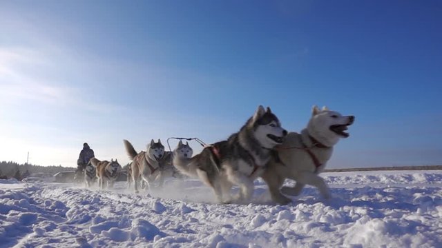 Dogs harnessed by dogs breed Husky pull sled with people, slow motion