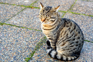 Close-up of grey domestic cat outdoor
