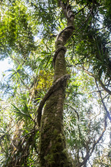 scene looking straight into a dense tropical rain forest