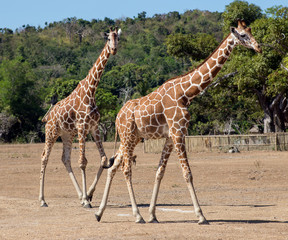 group of Rothschild's giraffes