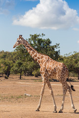 Obraz premium group of Rothschild's giraffes