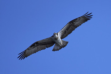 Osprey (Pandion haliaetus)