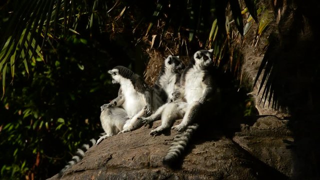 Ring tailed lemurs sunbathing. Lemur catta