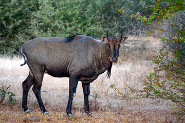 Wild Nilgai or Boselaphus tragocamelus