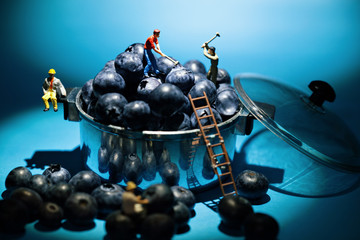 blueberry miner  workers