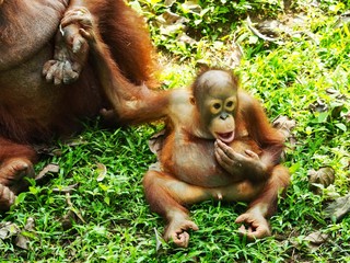 Bornean Orang Utan