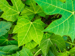 chaya leaves 001