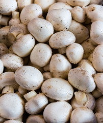 bunch of fresh white button mushrooms from harvest in the forest in a wodden box