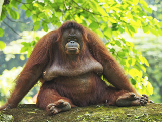 Bornean Orang Utan