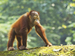 Bornean Orang Utan