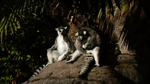Ringtail lemur sunbathing - Lemur catta