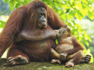 Bornean Orang Utan