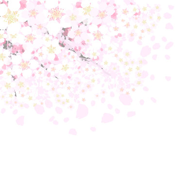 桜　枝