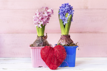 Pink and Blue Hyacinth Flowers in Pot on Pink Background. Greeting Card Concept with Red Heart
