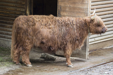Taurus side view with brown and long coat.