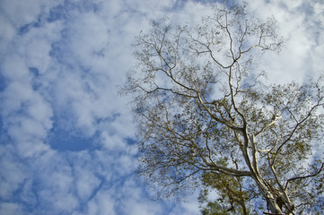 tree perspective view and sky