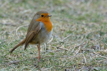 European Robin (Erithacus rubecula)