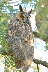 Long Eared Owl on fir tree