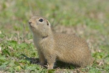 European Ground Squirrel or Souslik in Springtime