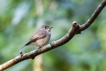 Asian brown flycatcher perching on tree branch with green bokeh background , Thailand