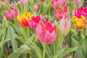 Close-up of pink tulips in the garden of pink and Yellow tulips , pink and yellow tulips for colorful background.