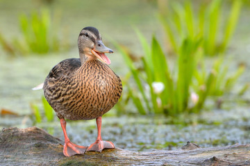 Mallard Duck (Anas platyrhynchos)