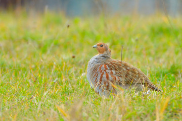 Grey Partridge (Perdix perdix)
