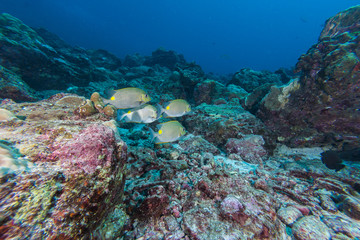 Naklejka na ściany i meble Underwater of Coral reef and fish