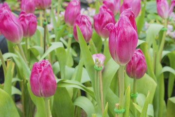 Close-up of pink tulips in the garden of pink tulips , pink tulips for colorful background.