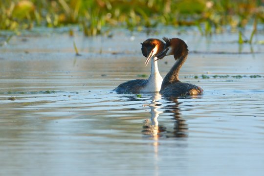 Great Crested Grebe Pair on Water