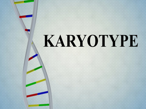 Karyotype - genetic concept