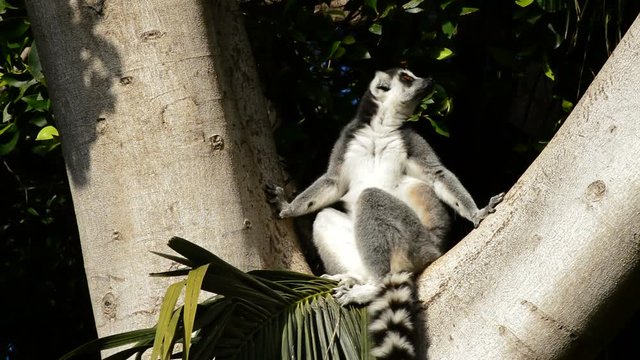 Ringtail lemur in a tree - Lemur catta