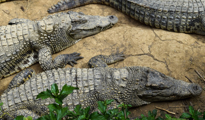 Lying Crocodiles