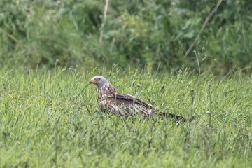 bussard