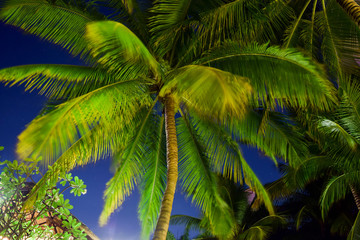 Palms in Long Exposure at Night