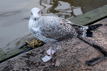 One Gull Walking in the Docks