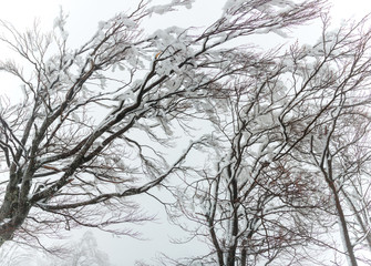 Branches of a snow-covered, icy tree.
