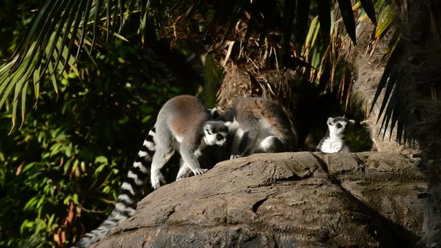 Ringtail lemur jumping in a rock with a group of lemurs sunbathing - Lemur catta
