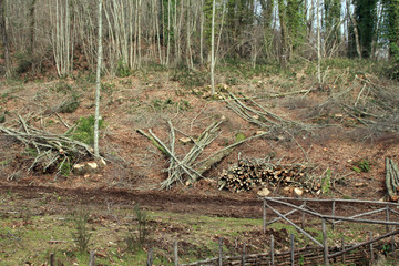 Fototapeta premium bosco4