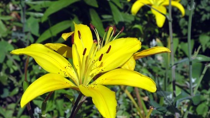 Close up of the yellow lily flower