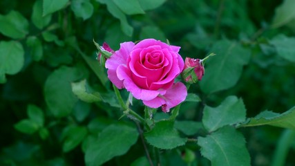 Close-up of a pink rose
